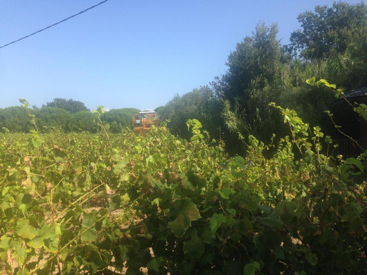 Clos Des Vignes Pampelonne Vineyard Ramatuelle Exterior foto